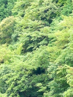 花粉症は完治しないのですか?