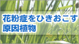 花粉症の症状と特徴